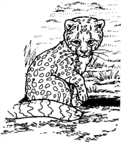 Disegno di leopardo da stampare e colorare 19