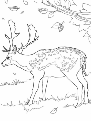 Disegno di cervo da stampare e colorare 45