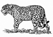 Disegni di Leopardi da colorare