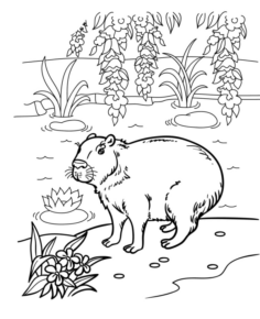 Disegno di lontra da stampare e colorare 3