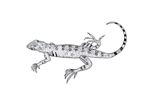 Disegno di lucertola da stampare e colorare 15