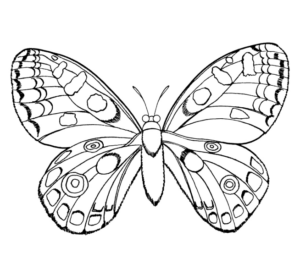 Disegno di farfalla da stampare e colorare 172