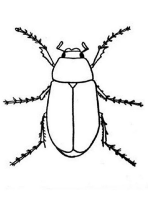 Disegno di coleottero da stampare e colorare 8