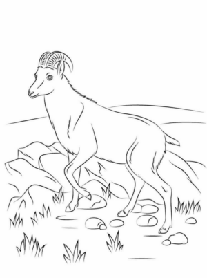 Disegno di capra da stampare e colorare 34