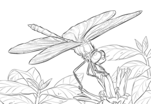 Disegno di libellula da stampare e colorare 32