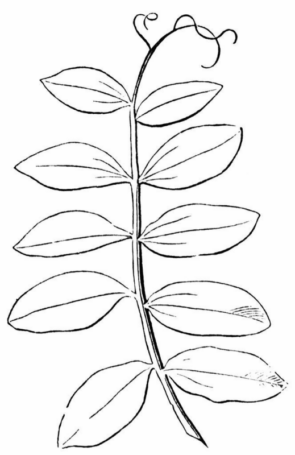 Disegno di foglia da stampare e colorare 28