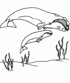 Disegno di balena da stampare e colorare