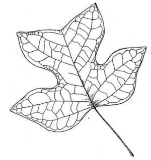 Disegno di foglia da stampare e colorare 86