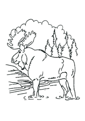 Disegno di alce da stampare e colorare 29