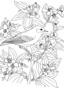 Disegno di passero da stampare e colorare 122