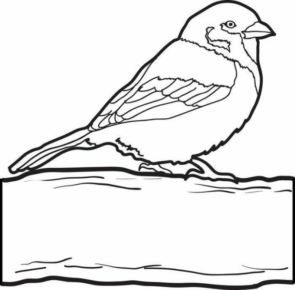 Disegno di passero da stampare e colorare 33
