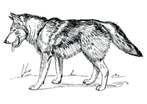 Disegno di lupo da stampare e colorare 44