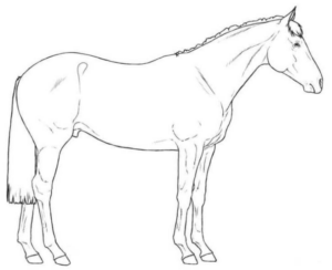 Disegno di cavallo da stampare e colorare 65
