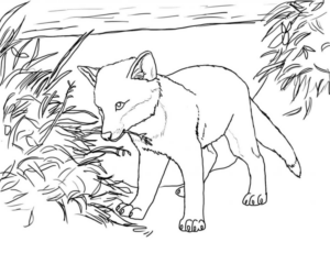 Disegno di volpe da stampare e colorare 25