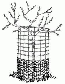 Disegno di albero da stampare e colorare 141