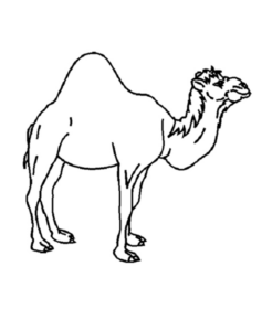Disegno di dromedario da stampare e colorare 18