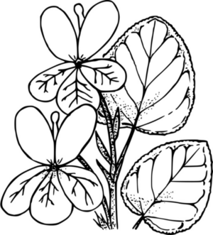 Disegno di pianta da stampare e colorare 32