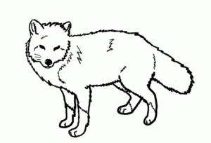 Disegno di volpe da stampare e colorare 14