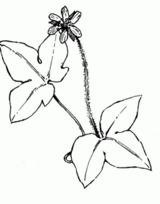 Disegno di foglia da stampare e colorare 49