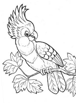 Disegno di pappagallo da stampare e colorare 20