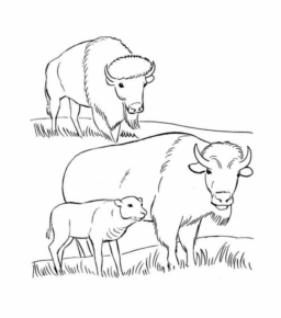 Disegno di bisonte da stampare e colorare 17
