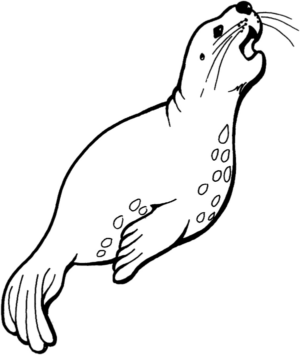 Disegno di foca da stampare e colorare 22