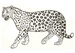 Disegno di leopardo da stampare e colorare 44