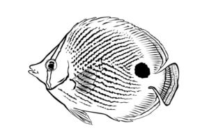 Disegno di pesce da stampare e colorare 171