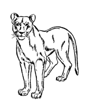 Disegno di leone da stampare e colorare 39