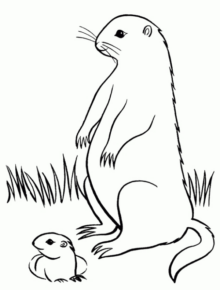 Disegno di lontra da stampare e colorare 14