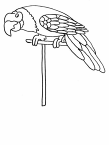 Disegno di pappagallo da stampare e colorare 160