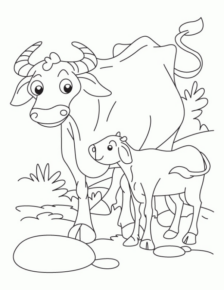 Disegno di mucca da stampare e colorare 51