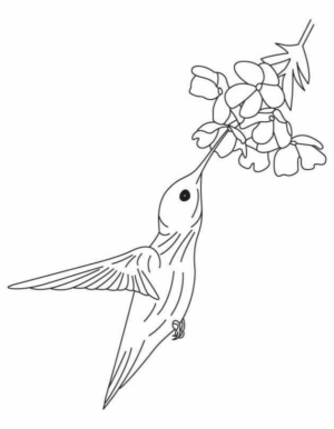 Disegno di colibr da stampare e colorare 22