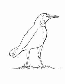Disegno di uccello da stampare e colorare 60