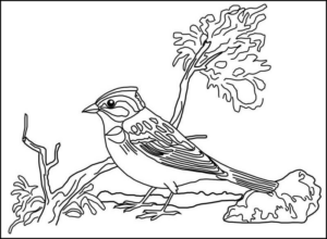 Disegno di passero da stampare e colorare 52