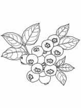 Disegni di Bacche da colorare
