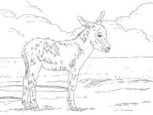 Disegno di asino da stampare e colorare 13