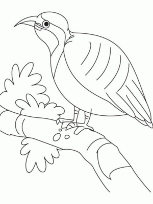 Disegno di uccello da stampare e colorare 63