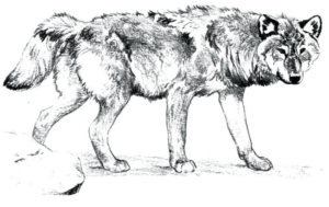 Disegno di lupo da stampare e colorare 43