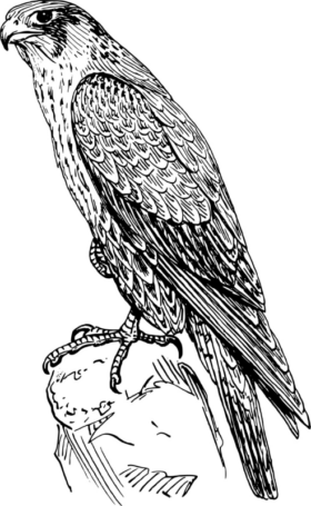 Disegno di falco da stampare e colorare 5