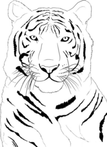 Disegno di tigre da stampare e colorare 12