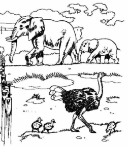 Disegno di elefante da stampare e colorare 10
