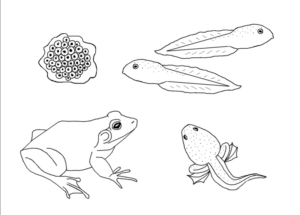 Disegno di rana da stampare e colorare