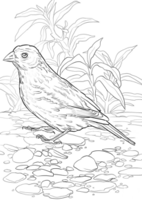 Disegno di passero da stampare e colorare 124