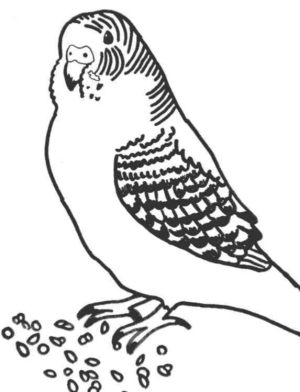 Disegno di pappagallo da stampare e colorare 90