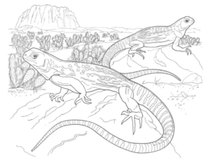 Disegno di iguana da stampare e colorare 7