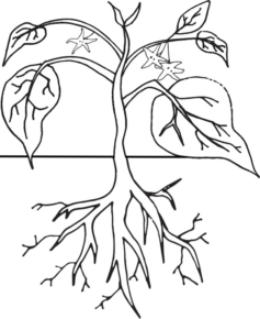 Disegno di pisellino da stampare e colorare 4
