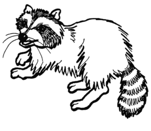 Disegno di procione da stampare e colorare 8