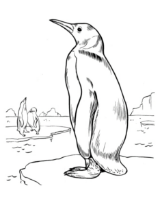 Disegno di pinguino da stampare e colorare 46