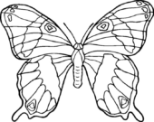 Disegni di Insetti da colorare